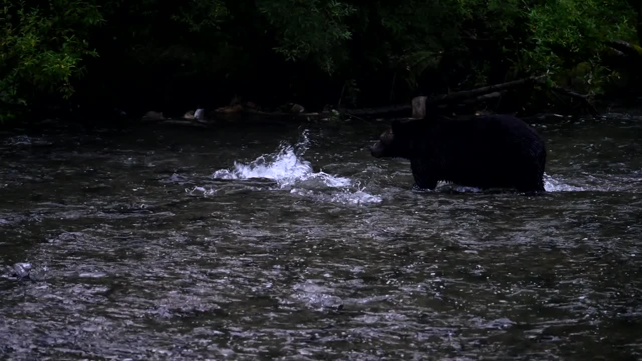 海岸上有灰熊视频素材