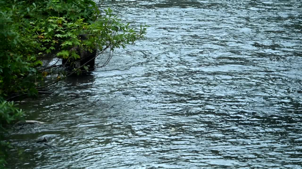 海岸上有灰熊视频素材