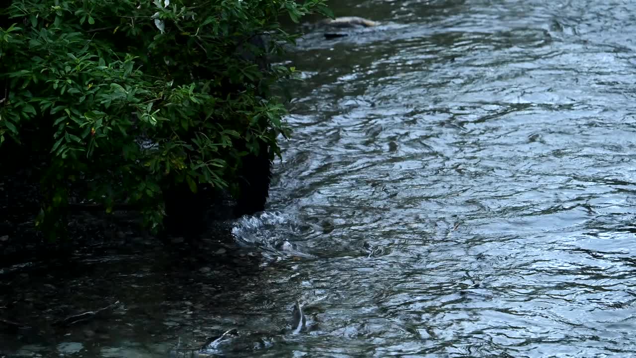 海岸上有灰熊视频下载