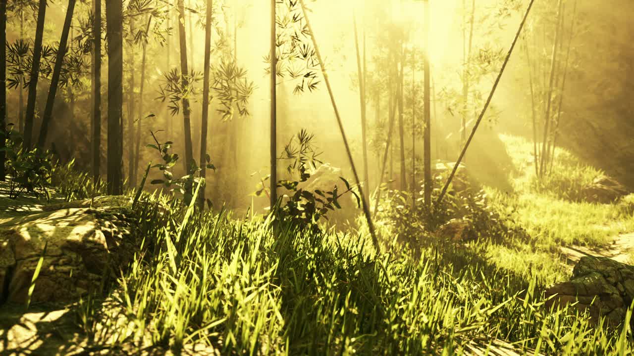 热带雨林中的竹林景观视频素材