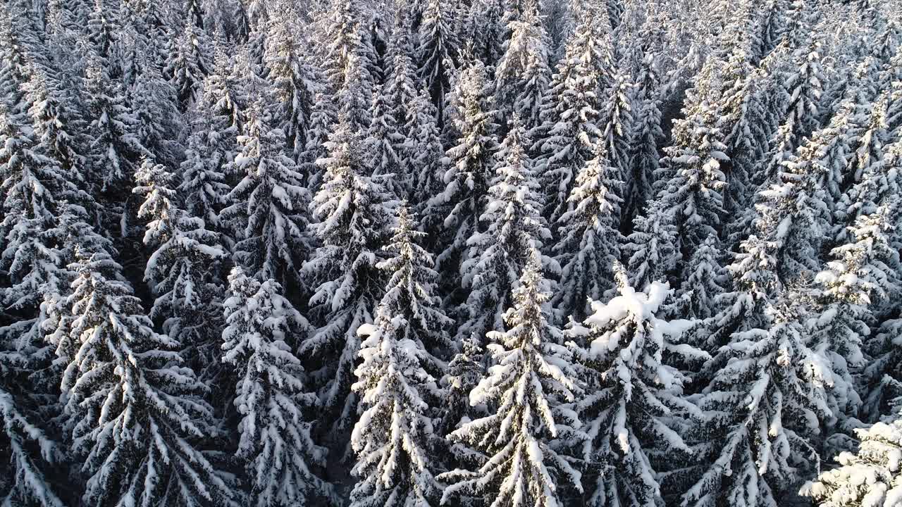 在爱沙尼亚乡下一个冬天的早晨，我们在覆盖着厚厚的积雪的高大的云杉树上移动视频素材