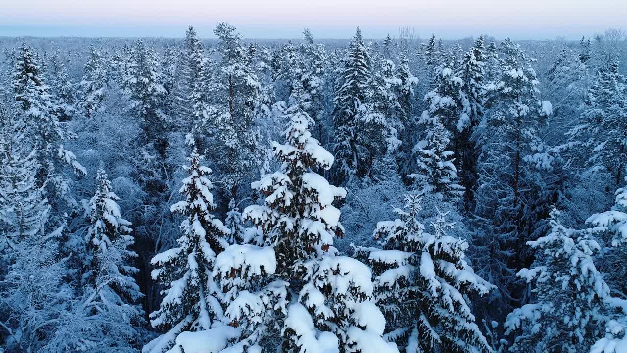 在爱沙尼亚12月的一个安静的夜晚，我们正行驶在一片积雪和结霜的北方混合森林上视频素材