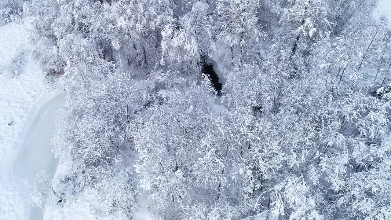 在爱沙尼亚，一场初雪覆盖着落叶森林视频素材