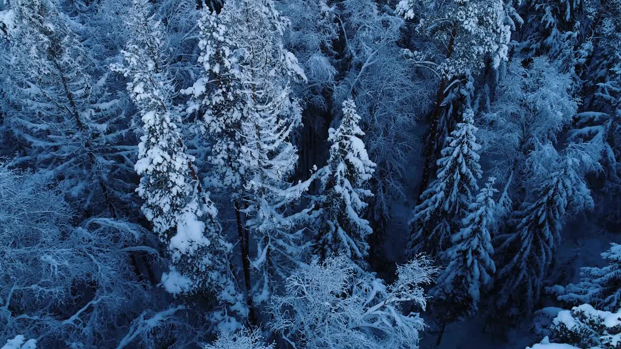 在爱沙尼亚12月的一天，从积雪和结霜的北方混合森林中升起视频素材