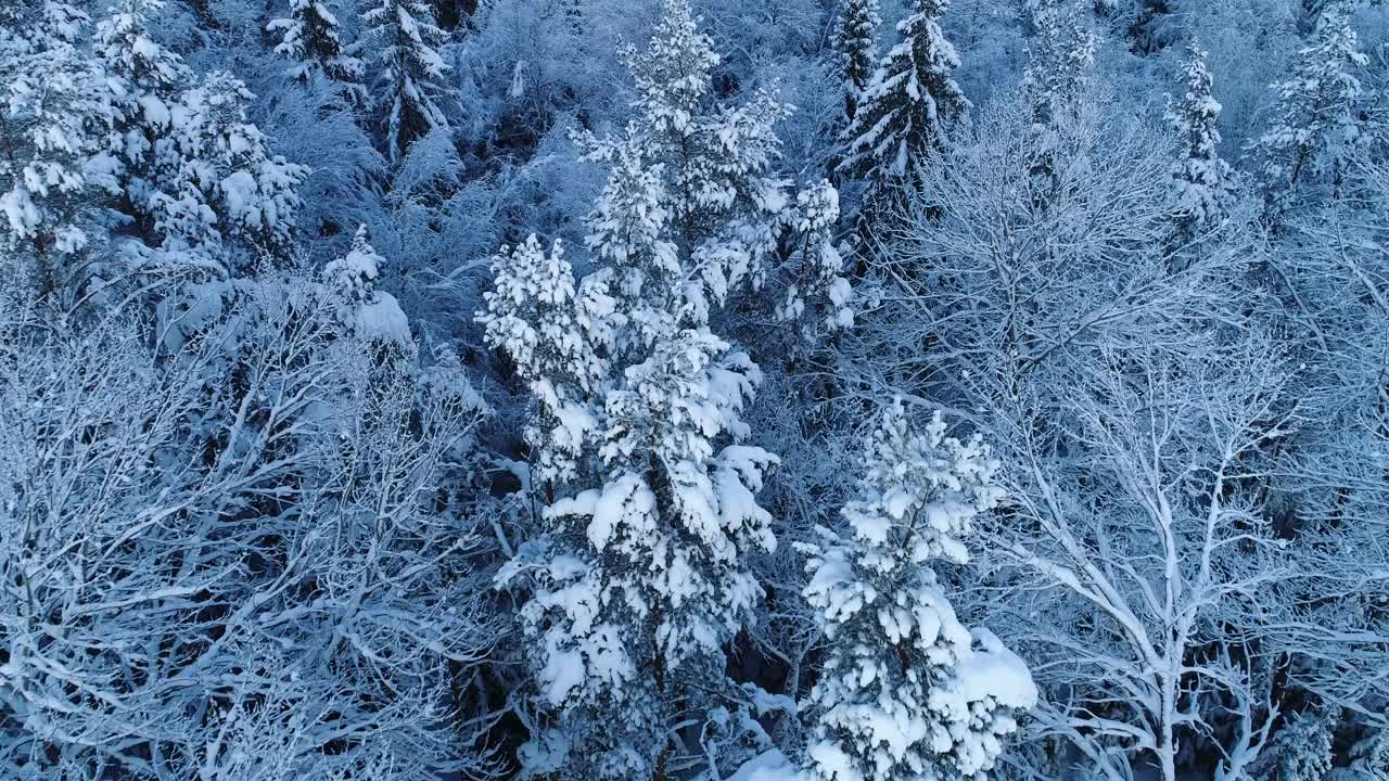 在爱沙尼亚12月的一个安静的夜晚，我们正行驶在一片积雪和结霜的北方混合森林上视频素材