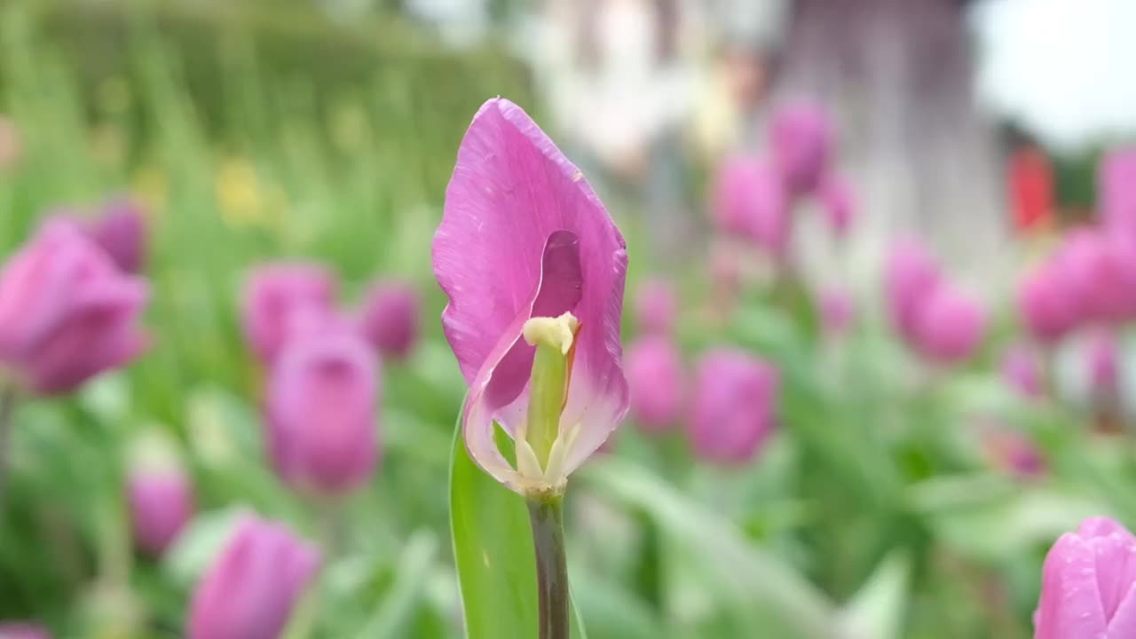 花园里有粉红色的花视频素材