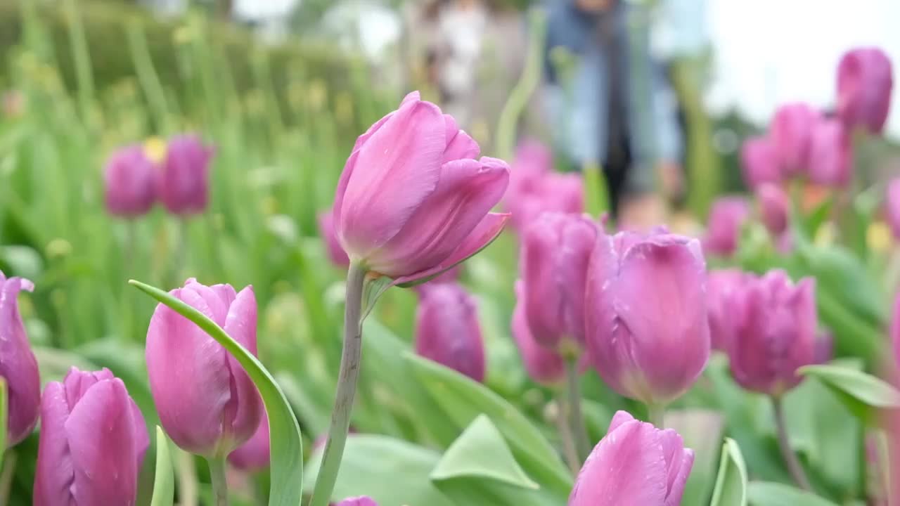 花园里的紫色郁金香视频素材