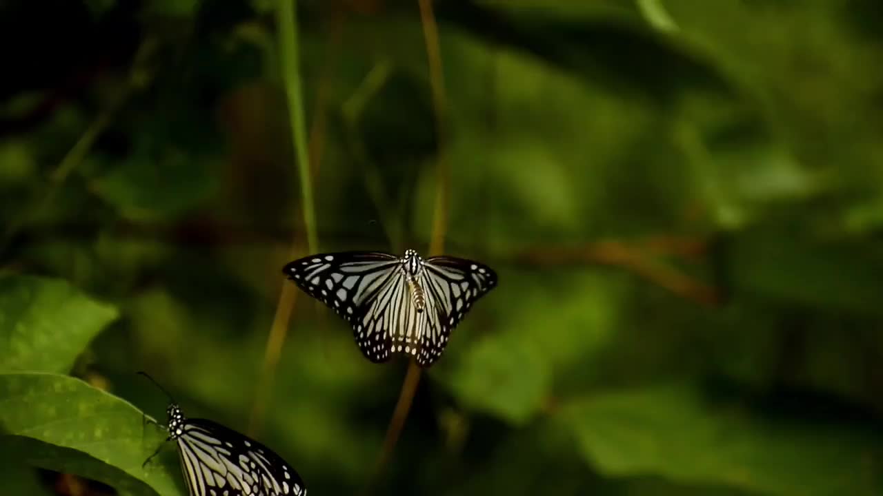 蝴蝶在森林里翩翩起舞视频素材