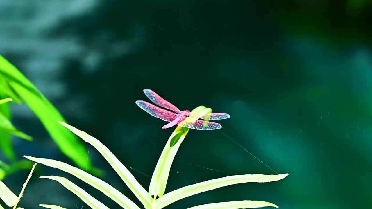 在清迈省阴凉的花园里，一只蜻蜓与绿色清澈的水在一起视频下载