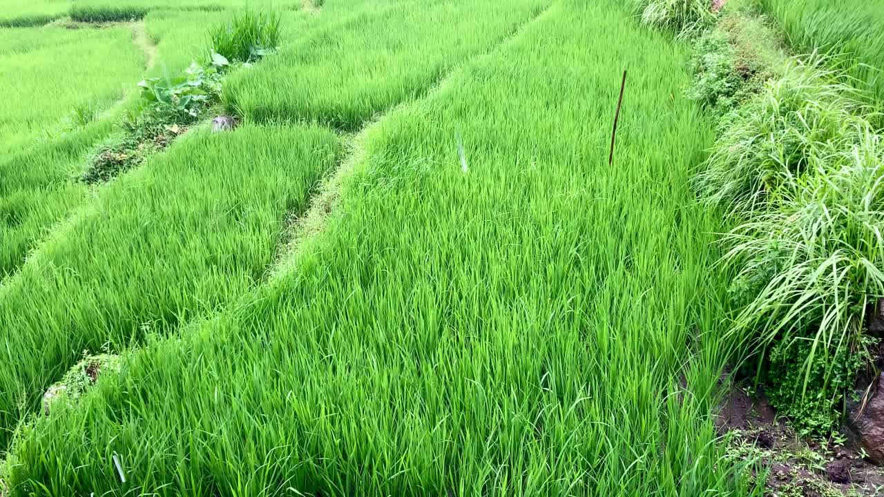 稻田里的雨和风暴视频下载