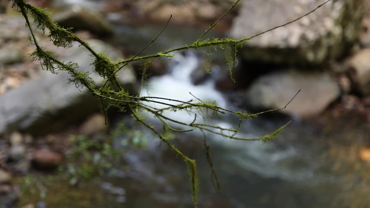 树枝上的地衣，背后是山溪视频素材