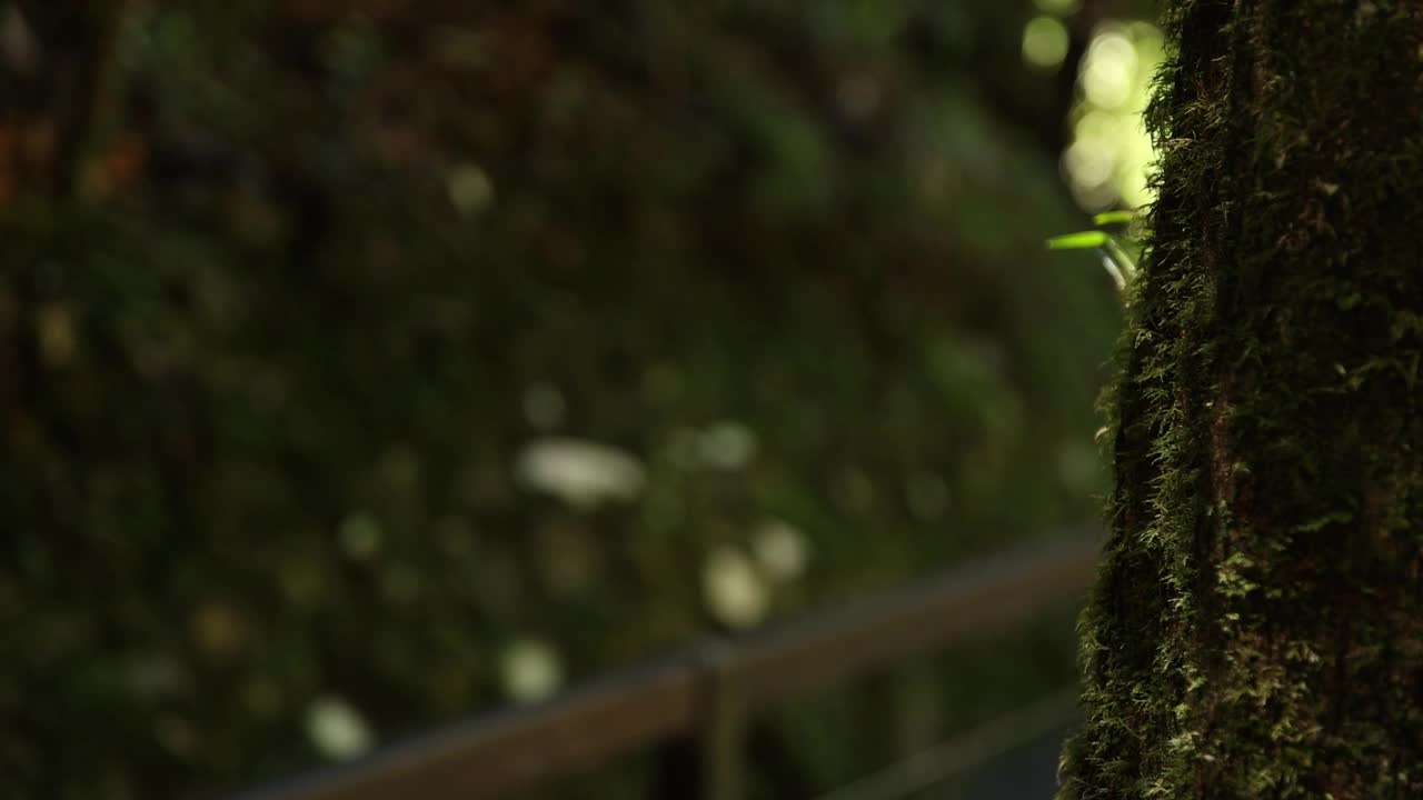 一个人背着背包穿过雨林视频下载