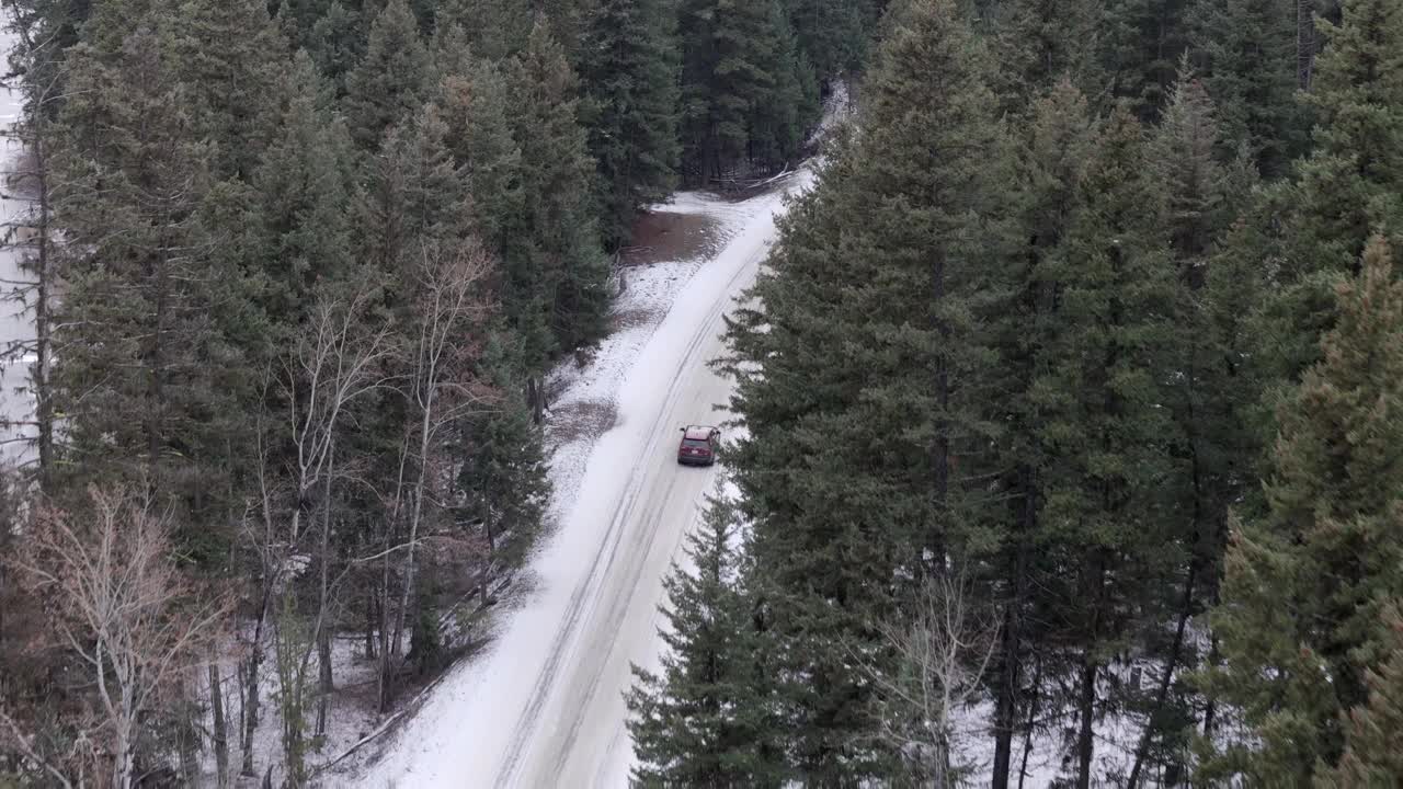 孤独的旅行:在雪中的窃窃松丛中视频素材