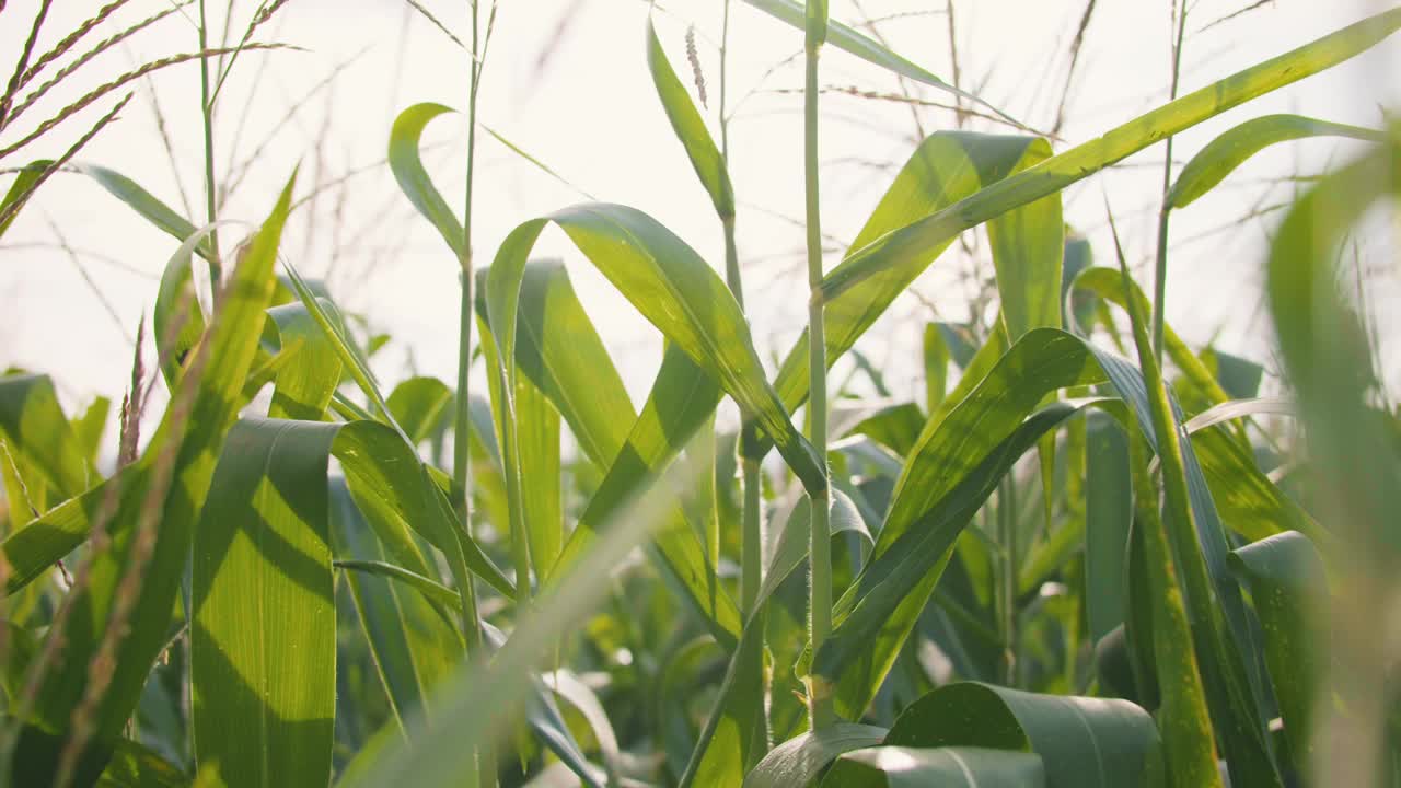 农田里的绿玉米在微风中摇曳视频素材