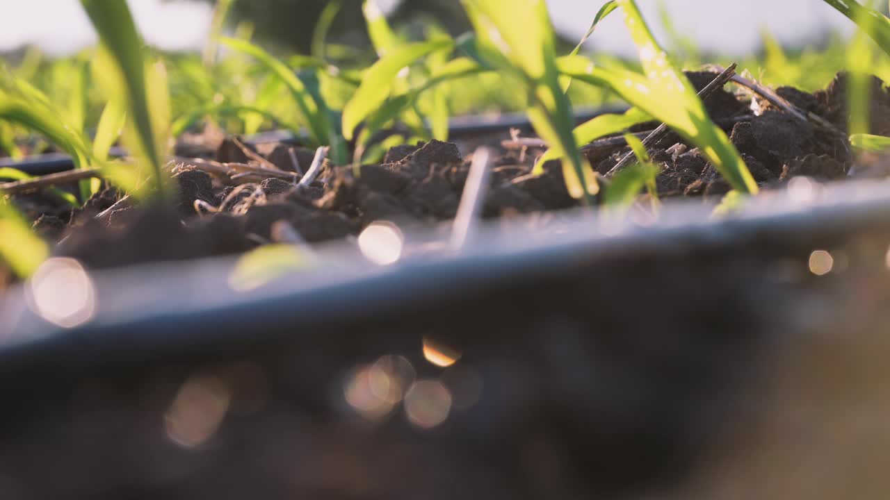 农业玉米种植滴灌系统视频素材