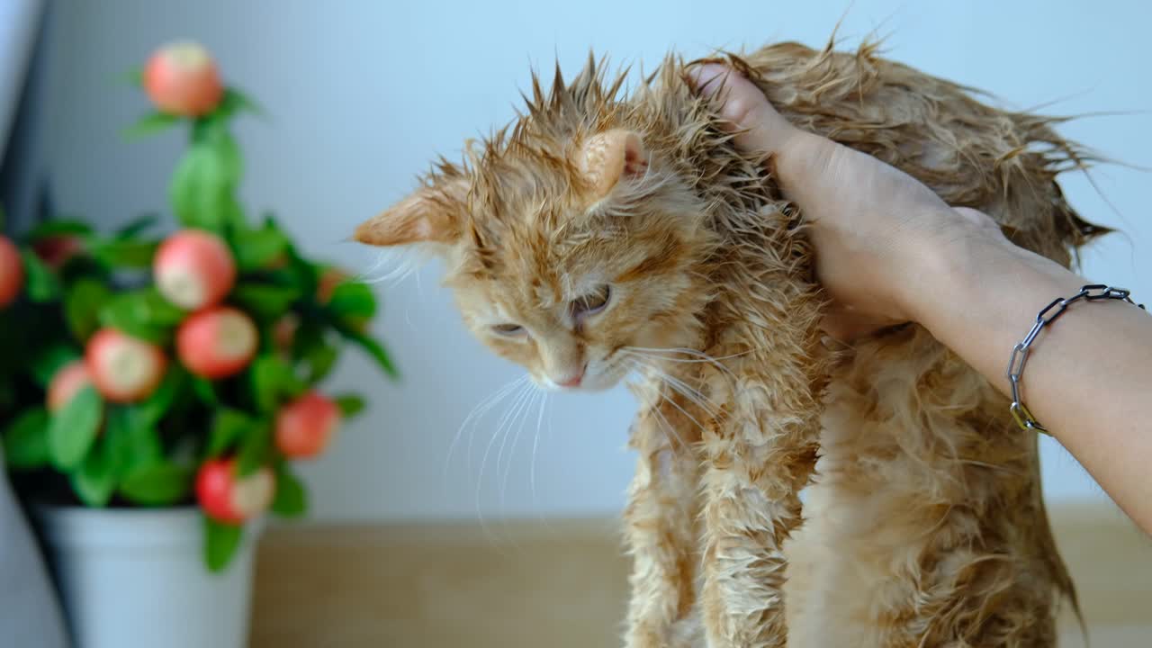 女人的手在给房子里的一只橙色的猫洗澡。视频素材