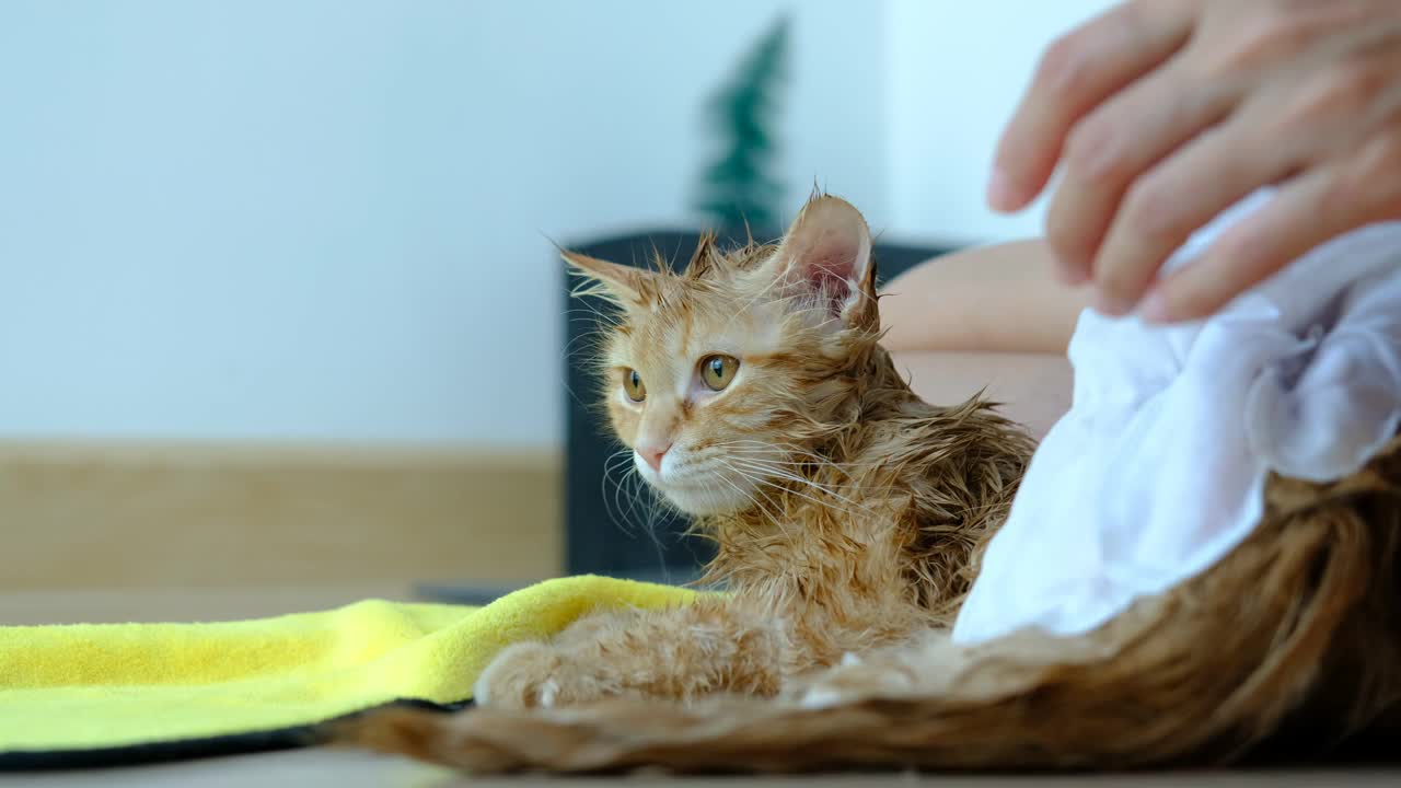 女人的手在给房子里的一只橙色的猫洗澡。视频下载