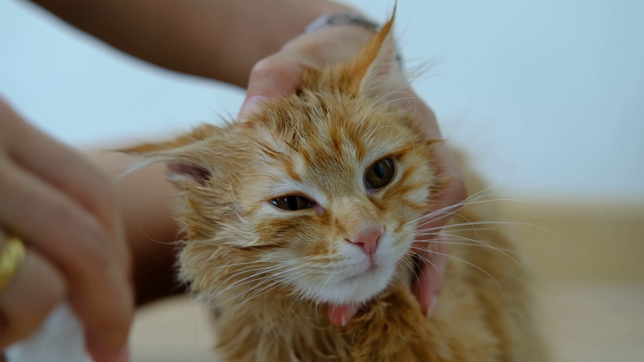 女人的手在给房子里的一只橙色的猫洗澡。视频下载