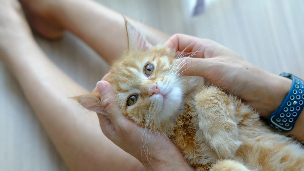 女性的手在和一只橙色的小猫玩耍视频素材