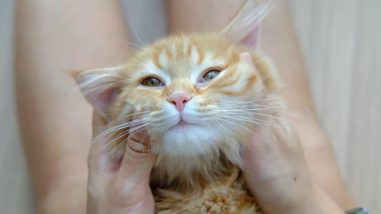 女性的手在和一只橙色的小猫玩耍视频素材