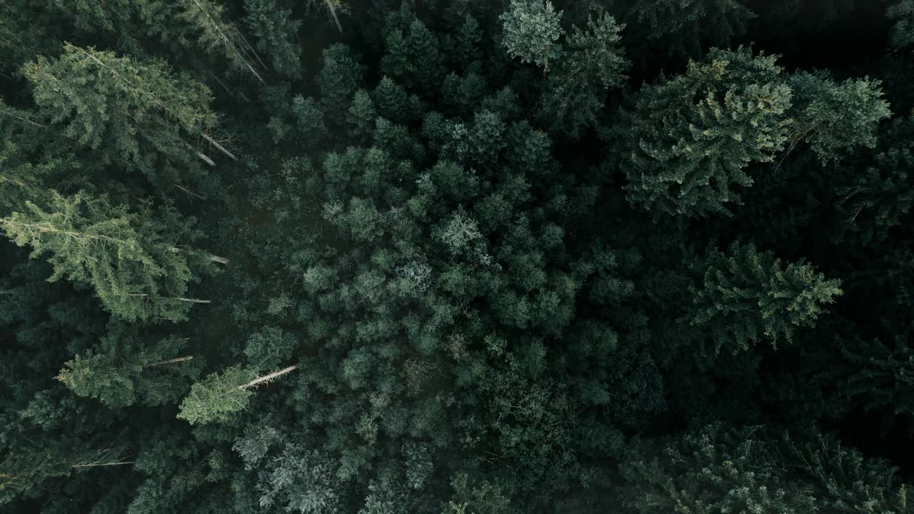 茂密的绿色林冠从上面俯瞰，有一种宁静的感觉，鸟瞰视频素材