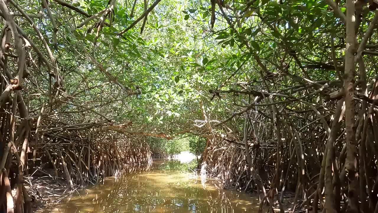 探索红树林的奥秘:第一人称之旅视频下载