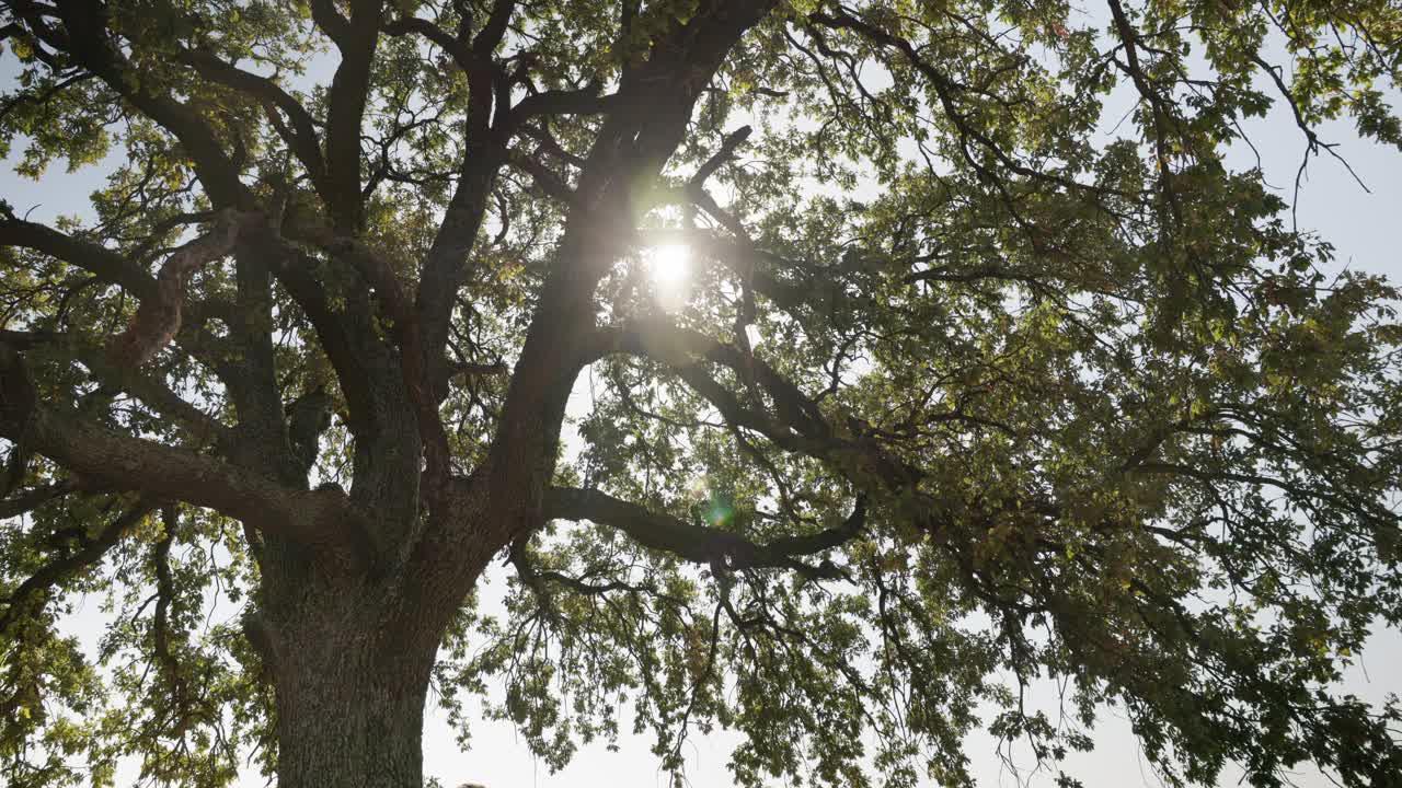 阳光洒落的树枝。低角度拍摄视频素材