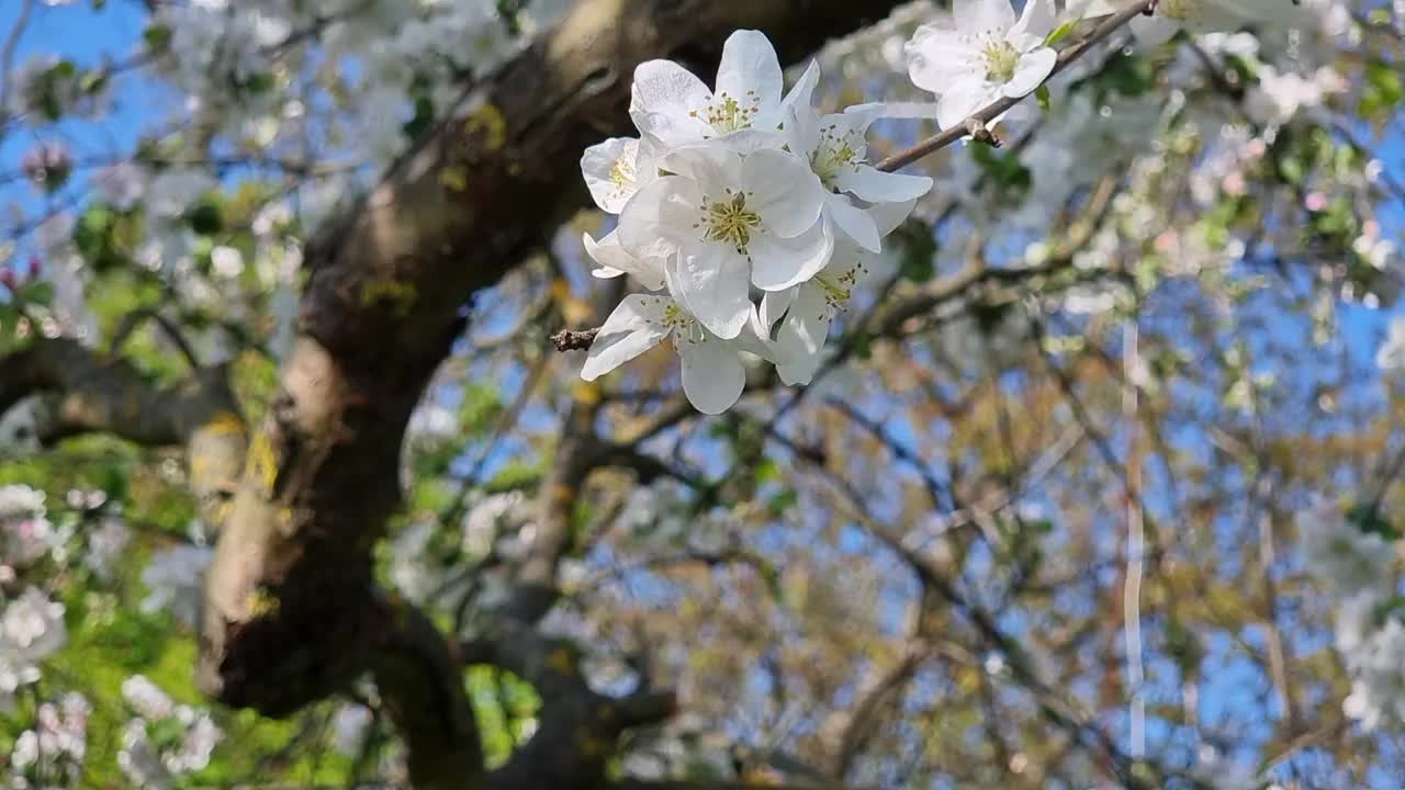 春天里，蓝天映衬下，一棵苹果树的树枝上开着白粉的花，特写。阳光明媚的一天。园艺。视频素材