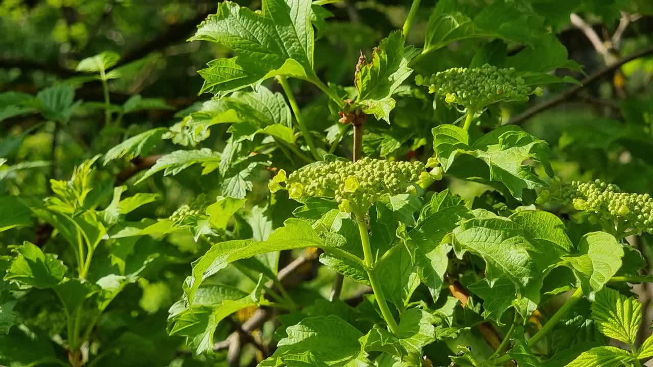 豆荚的绿叶和花。春天在花园里。阳光明媚的一天。视频素材