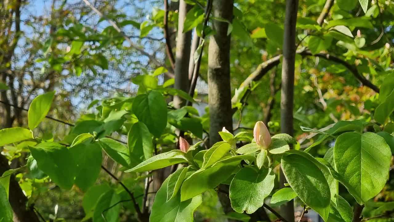 春天的花园，嫩绿的树叶和阳光，树枝上挂着娇嫩的粉红色嫩芽视频素材