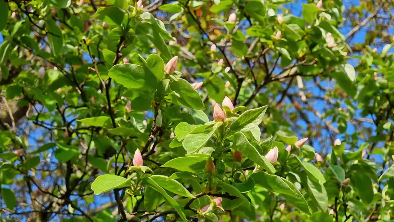 春天蔚蓝的天空映衬着盛开的榅桲枝。开花果树。园艺。视频素材