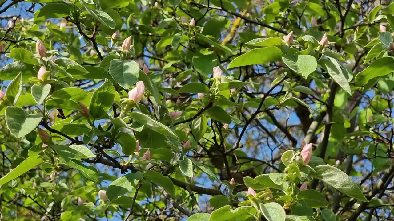 花园里盛开的榅桲花。春天的背景有鲜花。视频素材