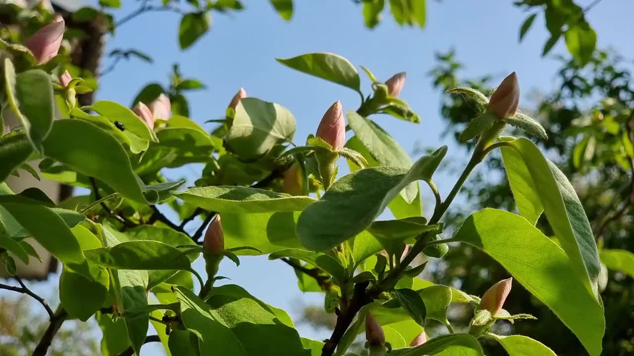 春天碧蓝的天空下，翠绿的树枝上挂着嫩芽。视频素材