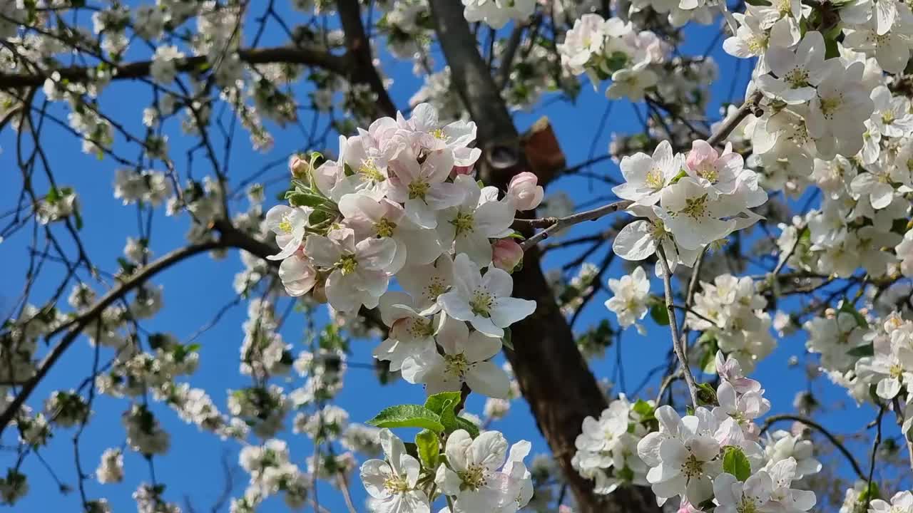 春天盛开的苹果树，近景，蓝天视频素材