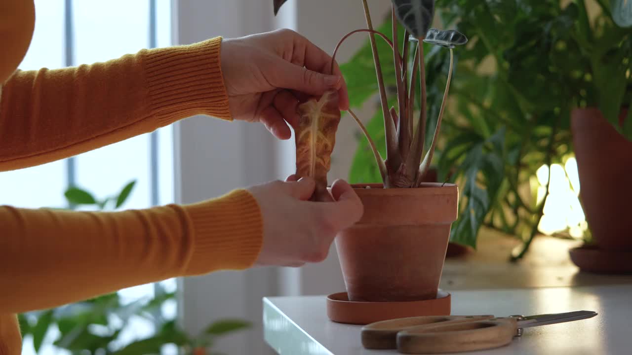 女园丁剪枯黄叶的紫菀室内植物特写。植物养护理念。视频素材