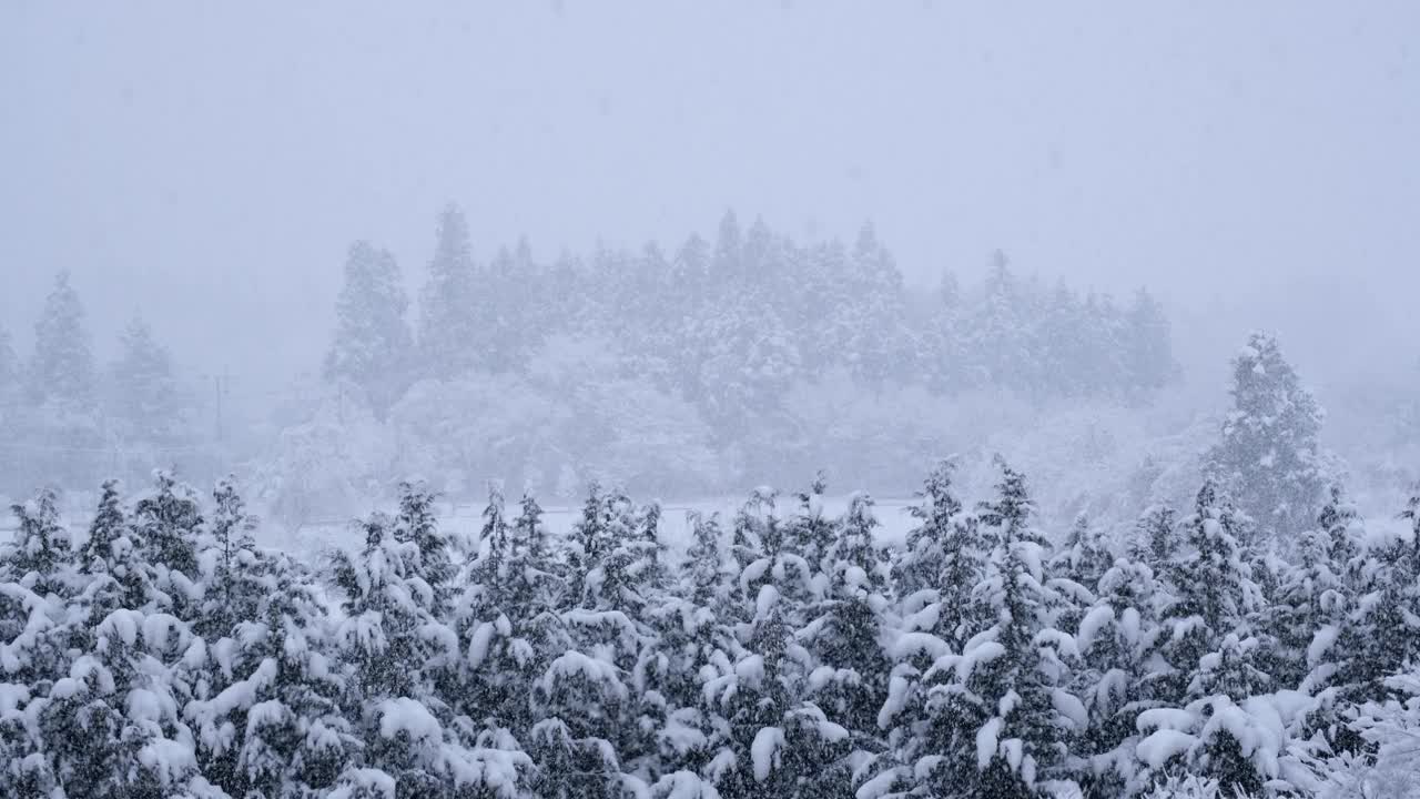 景观被白雪覆盖的树木，雪花不断飘落，特写视频素材