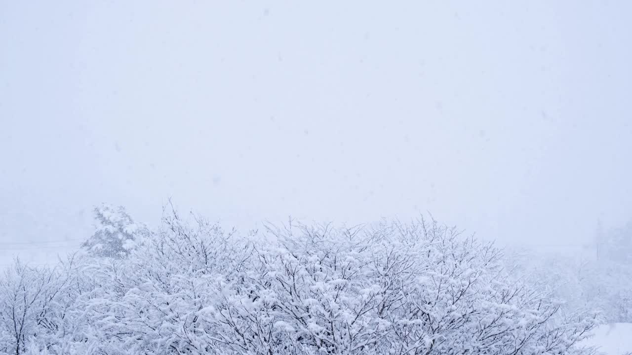 雪和冬天的白色背景，大的复制空间，飘落的雪和树木视频素材