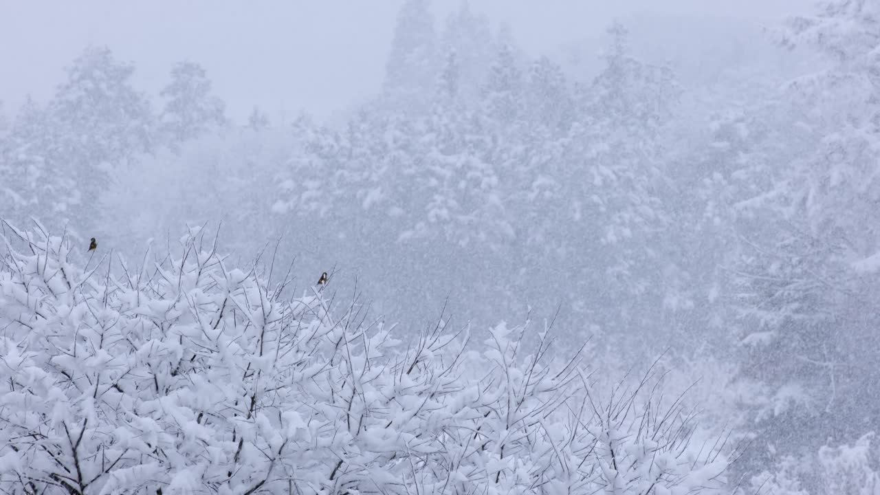 景观的树木被白雪覆盖，雪花继续飘落，两只小鸟栖息在一棵树上视频下载