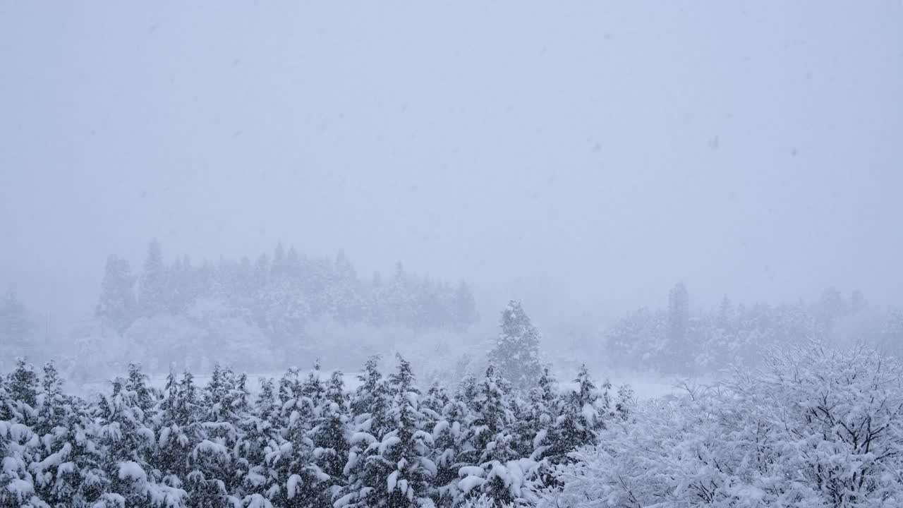 不断下雪的景象，白雪覆盖的树木，冬天的画面，一只小鸟在穿越视频下载