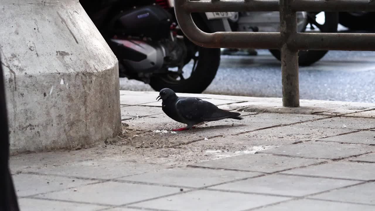 鸽子在城市人行道上啄食视频素材