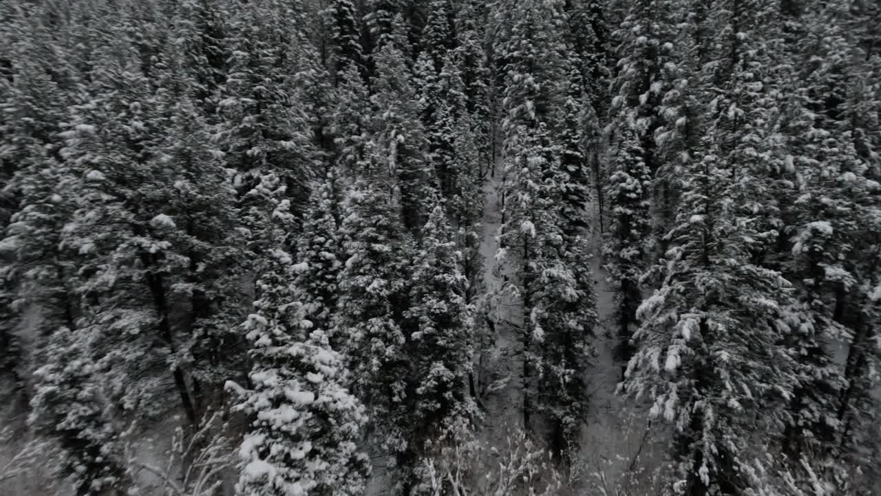 美国福克峡谷的雪景森林，冬天在美国犹他州的瓦萨奇山脉。废票视频素材