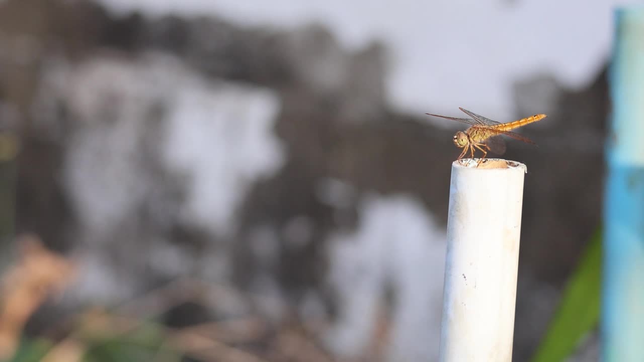 栖息在杆子上的蜻蜓视频素材