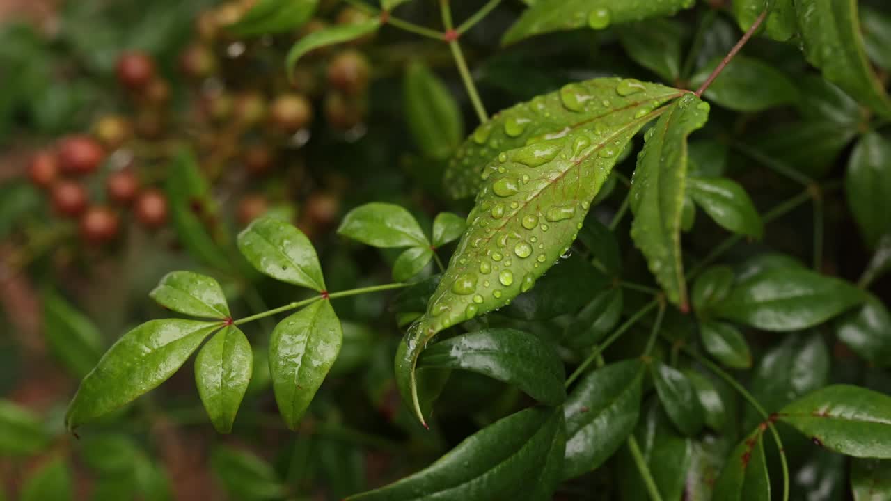 神竹的叶子细节与水滴视频素材