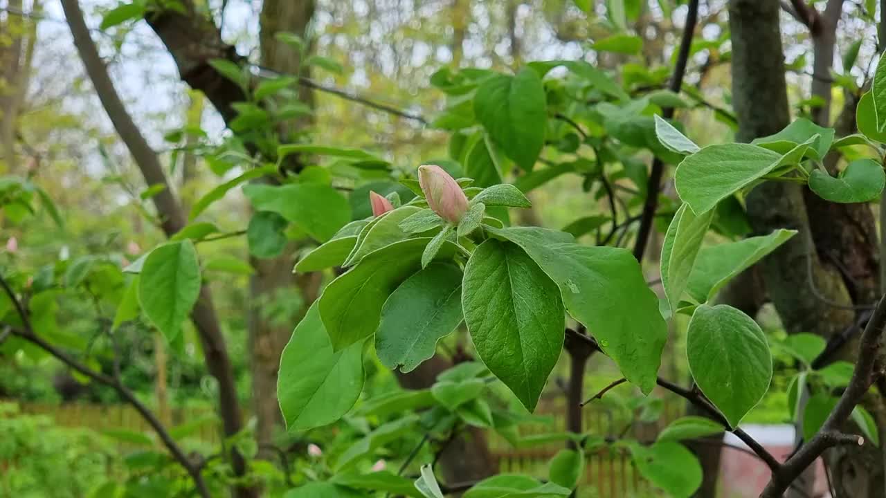 花园里一棵榅桲树上美丽的粉红色嫩芽。春天的花园。视频素材