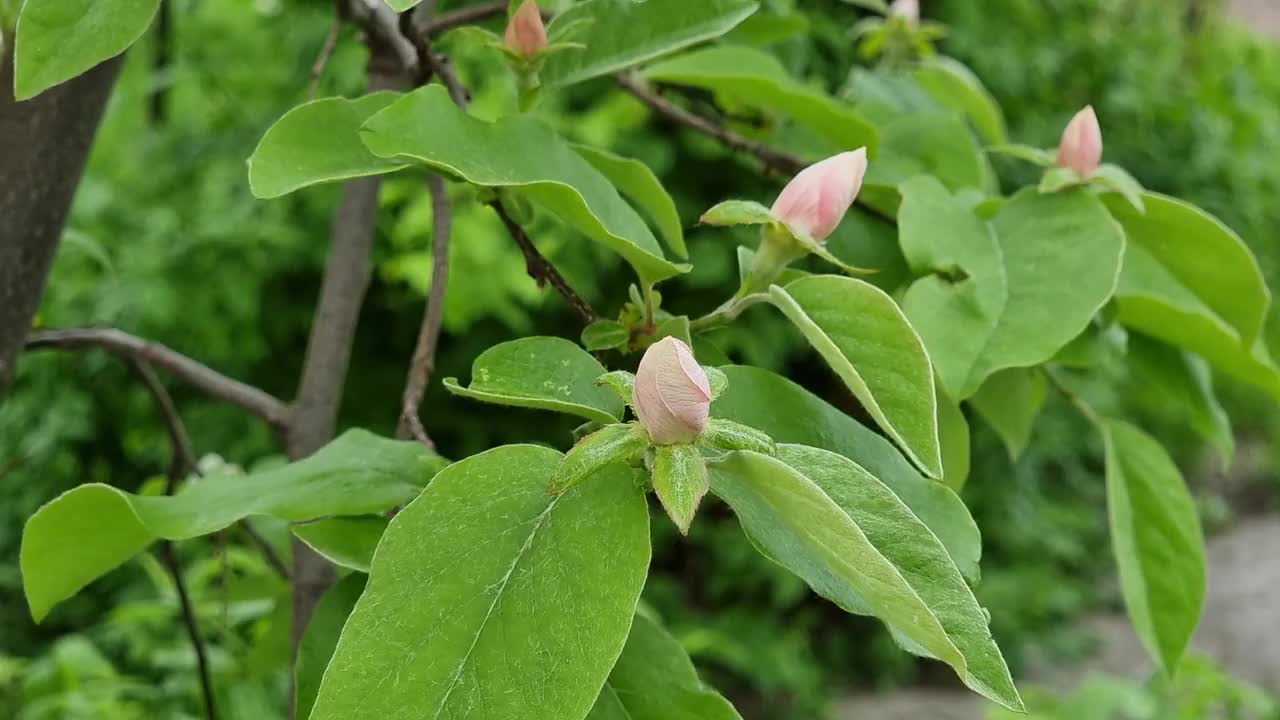 花园里一棵榅桲树的开花树枝。视频素材