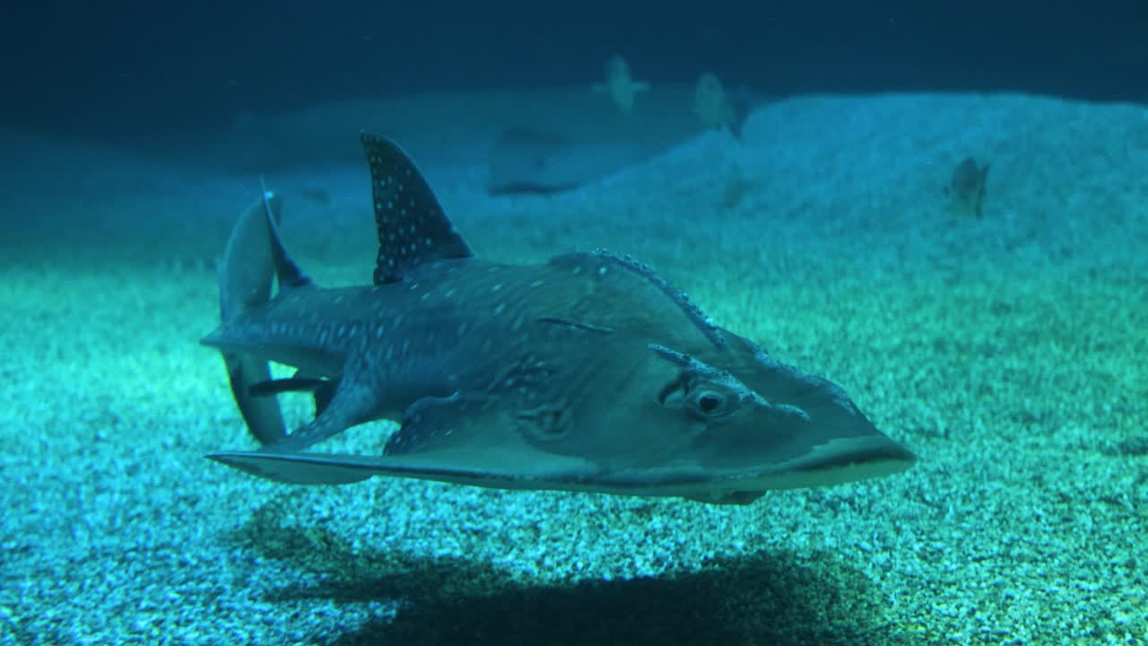 吉他鱼在水族馆里滑翔视频素材