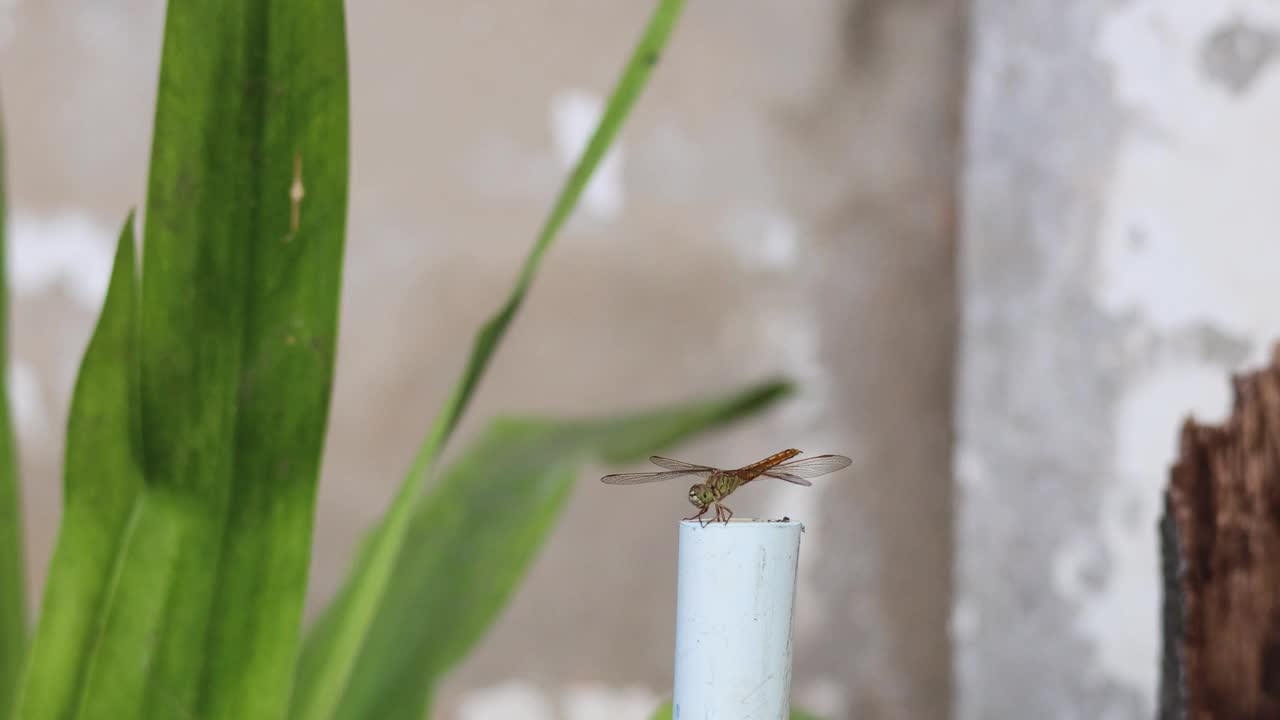 栖息在烟斗上的蜻蜓视频素材