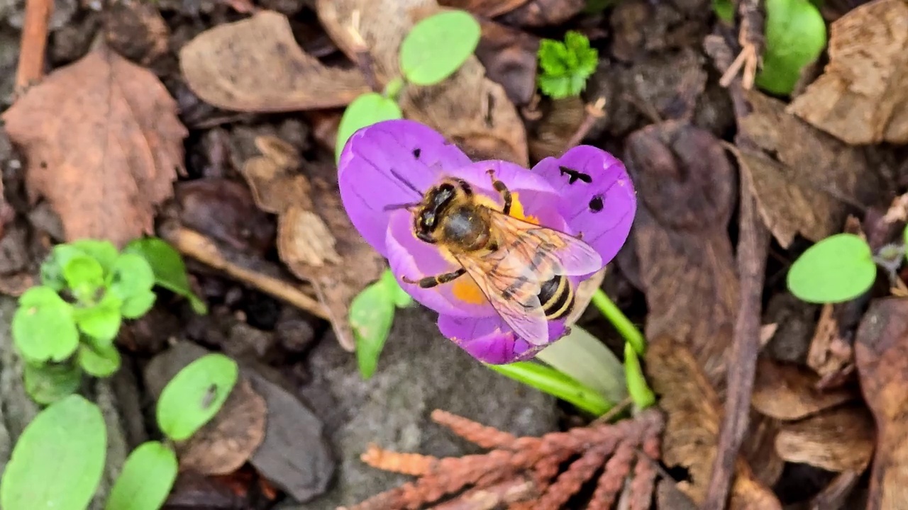 蜜蜂从番红花上采摘花粉。早春视频素材