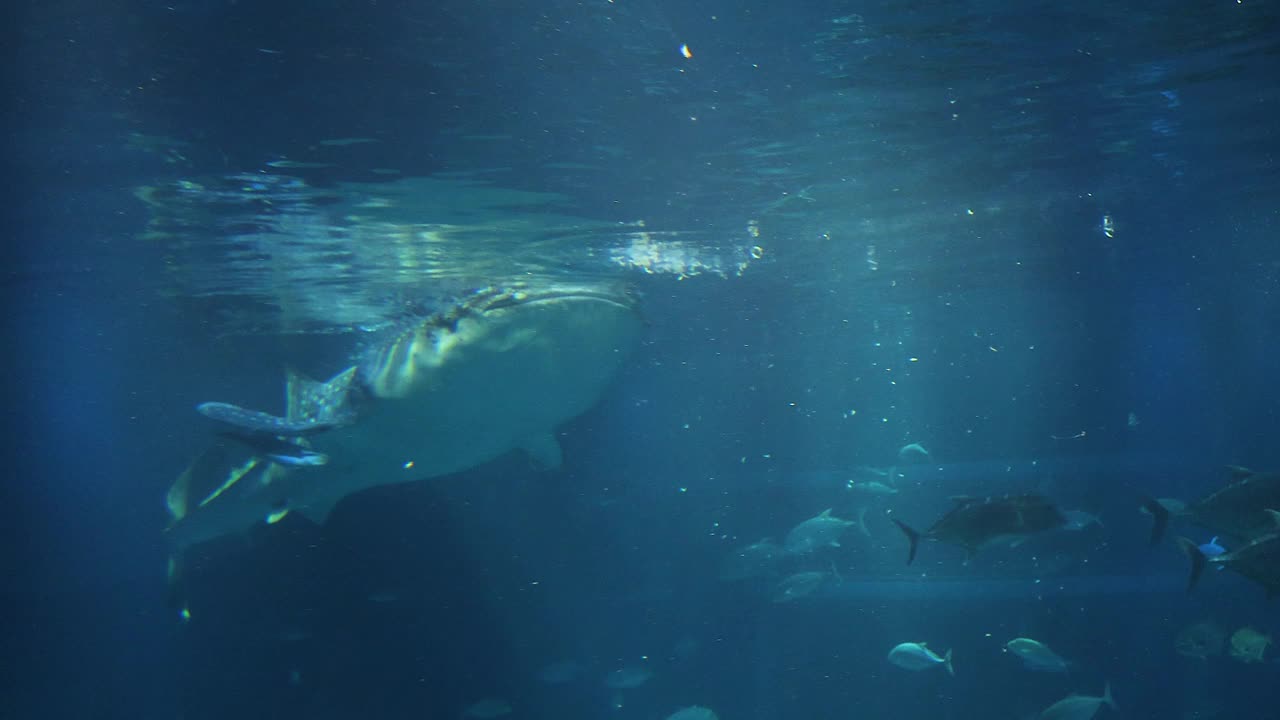 鲸鲨在水族馆的优雅游泳视频素材