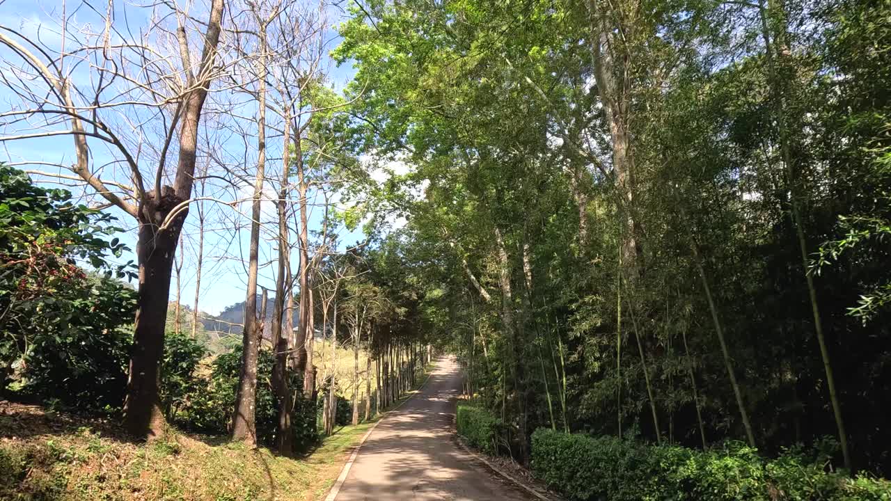 风景秀丽的森林公路之旅视频素材